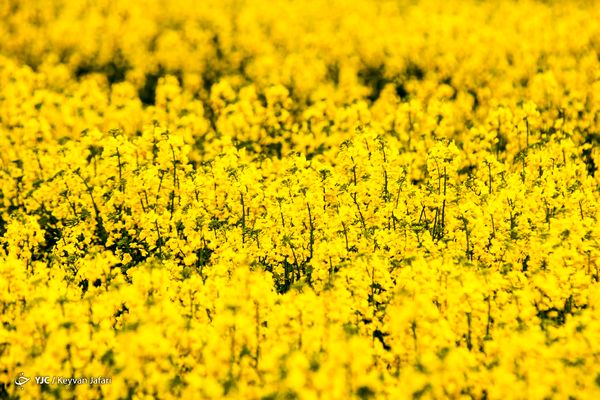 کلزا؛ دانه‌ای کوچک با نقشی بزرگ در امنیت غذایی