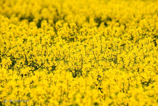 کلزا؛ دانه‌ای کوچک با نقشی بزرگ در امنیت غذایی