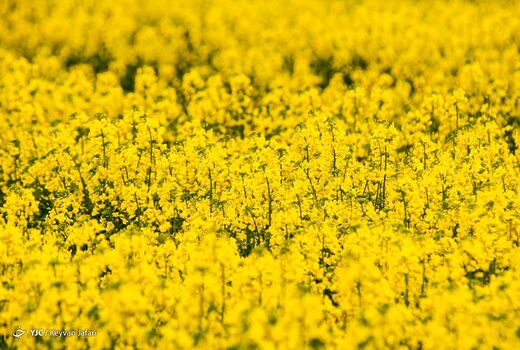 کلزا؛ دانه‌ای کوچک با نقشی بزرگ در امنیت غذایی