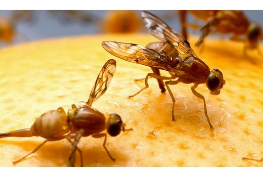 مبارزه با مگس میوه در 40 هزار هکتار باغات مازندران