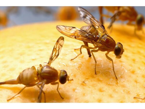مبارزه با مگس میوه در 40 هزار هکتار باغات مازندران
