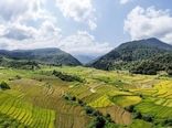 گلستان؛ آواز خوش محصول در گوش زمین