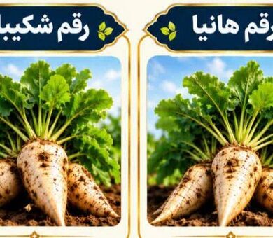 «هانیا» و «شکیبا»؛ دو رقم جدید چغندرقند با عملکرد شکر بالاتر و مقاومت به ریزومانیا
