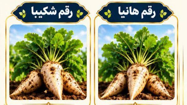 «هانیا» و «شکیبا»؛ دو رقم جدید چغندرقند با عملکرد شکر بالاتر و مقاومت به ریزومانیا
