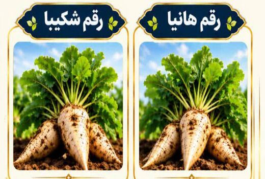 «هانیا» و «شکیبا»؛ دو رقم جدید چغندرقند با عملکرد شکر بالاتر و مقاومت به ریزومانیا
