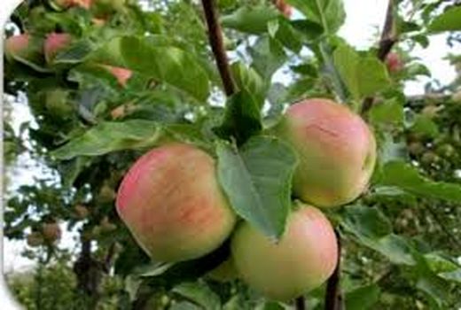 پیش‌بینی برداشت حدود 60 هزار تن سیب در خراسان شمالی 