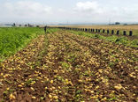 پیش‌بینی برداشت ۱۷۰ هزار تن سیب زمینی از مزارع همدان