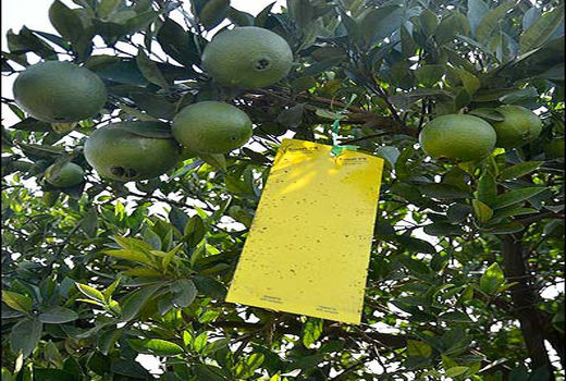 خطر طغیان مگس میوه در باغ های فارس جدی است 
