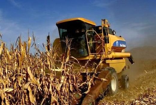 آغاز برداشت ذرت دانه ای در شهرستان کازرون 