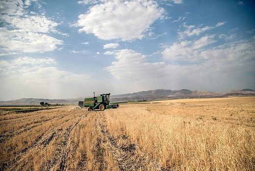 خرید تضمینی بیش از ۱۹ هزار تن گندم در خراسان جنوبی