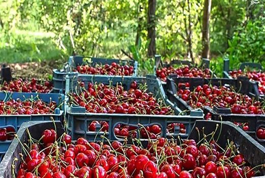 آغاز برداشت گیلاس در خراسان شمالی 