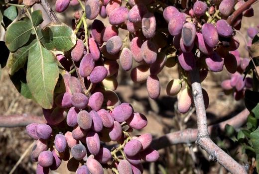 آغاز برداشت پسته در چهارمحال و بختیاری