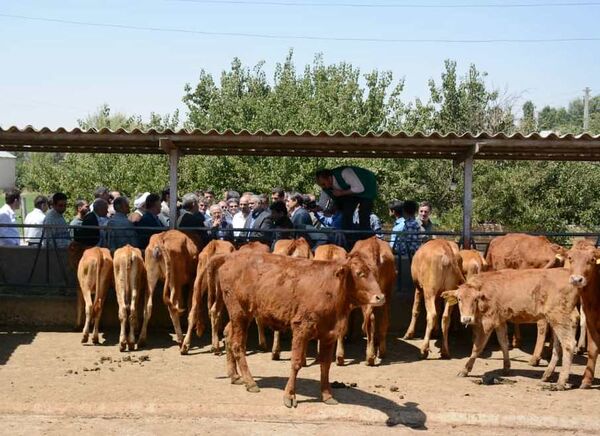 وزیر جهاد کشاورزی از مرکز پشتیبانی و مطالعات گاو بومی سراب بازدید کرد