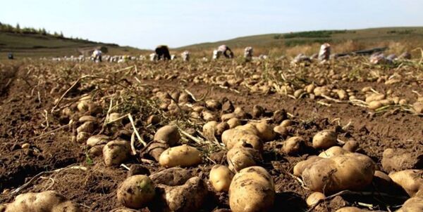 نبود سردخانه مشکل مهم سیب‌زمینی‌کاران غرب اصفهان