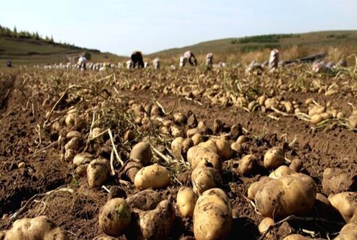 نبود سردخانه مشکل مهم سیب‌زمینی‌کاران غرب اصفهان