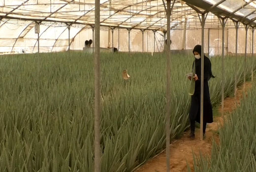 بهره‌برداری از نخستین گلخانه‌ای آلوئه ورا