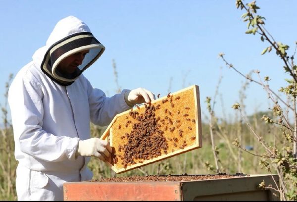 آذربایجان شرقی با تولید ۱۸ هزار تن عسل، رکوردار کشور شد