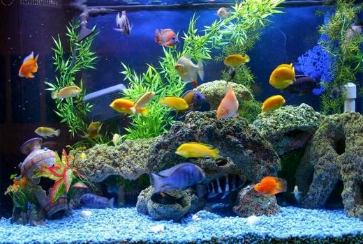 تکثیر و پرورش ماهیان زینتی فرصتی مناسب و زودبازده برای سرمایه گذاری