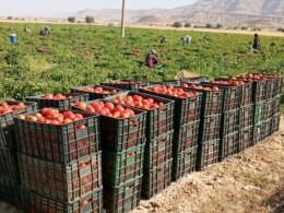 پیش بینی تولید بیش از 200 هزارتن گوجه فرنگی در کازرون