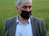 وضعیت تولید گندم کشور امسال مطلوب است
