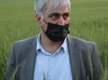 وضعیت تولید گندم کشور امسال مطلوب است