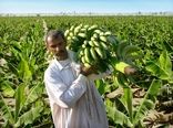 75هزار تن موز در سیستان و بلوچستان برداشت شد
