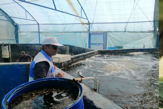 اجرای طرح پایش و مراقبت بیماری های آبزیان در گتوند