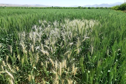 کشاورزان استان بوشهر به توصیه‌های غیرکارشناسی توجه نکنند