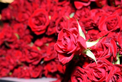تولید گل شاخه بریده رز با مجهزترین سیستم‌های به روز گلخانه‌ای