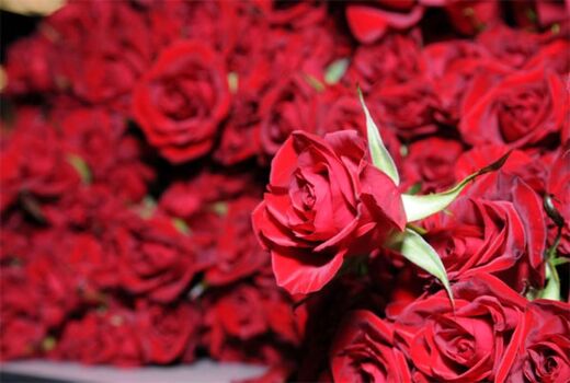 تولید گل شاخه بریده رز با مجهزترین سیستم‌های به روز گلخانه‌ای