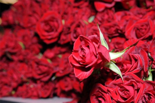 تولید گل شاخه بریده رز با مجهزترین سیستم‌های به روز گلخانه‌ای