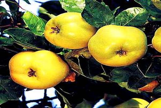 برداشت بِه در شهرستان بردسیر