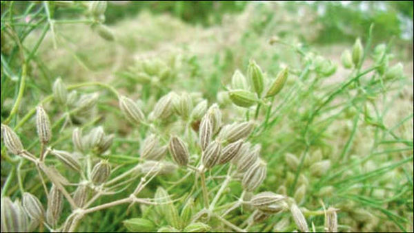 آغاز برداشت زیره از ۴۱ هکتار از مزارع شهرستان البرز