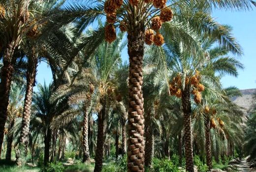 فعالیت 4 خزانه پاجوش نخیلات و فعالیت 13 نهالستان مجوز دار در خوزستان