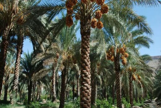 فعالیت 4 خزانه پاجوش نخیلات و فعالیت 13 نهالستان مجوز دار در خوزستان