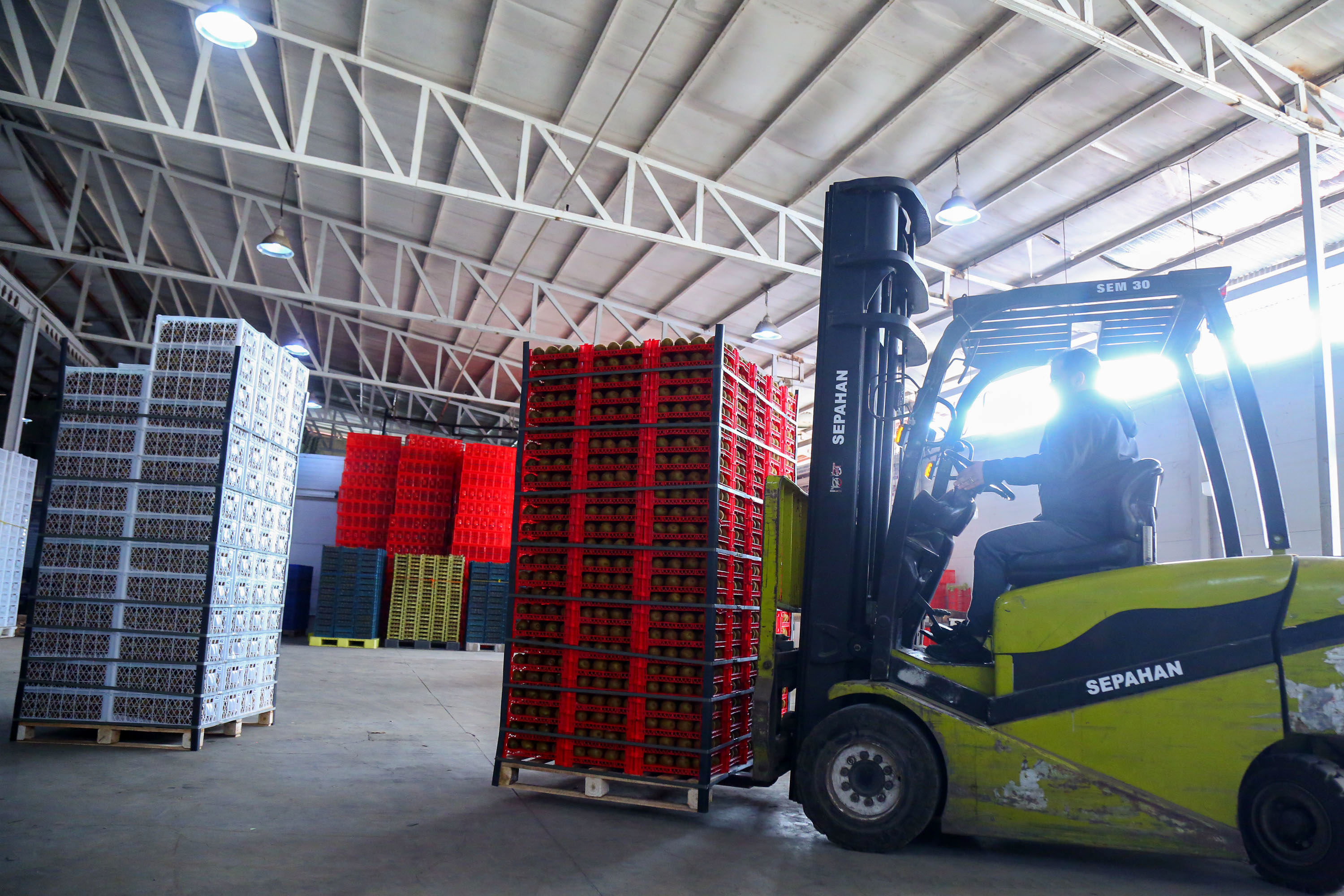  میوه ای شگفت انگیز به نام کیوی 