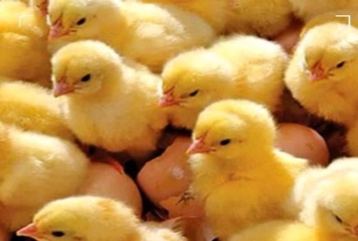 کسب رکورد تاریخی جوجه ریزی در استان گلستان