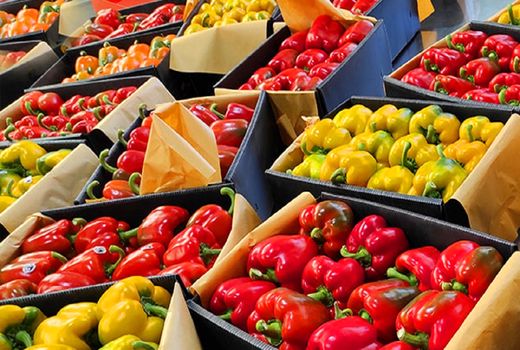  صادرات فلفل دلمه‌ای از کشورمان به روسیه از سر گرفته شد