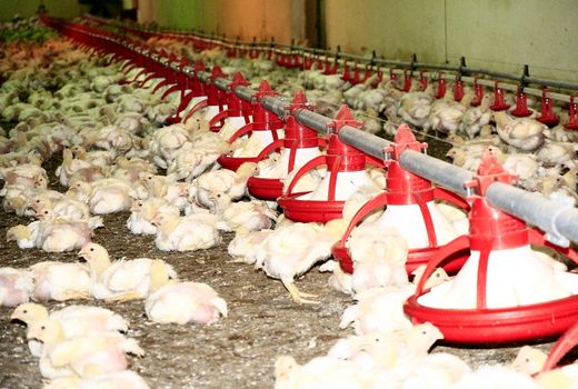 مقام دوم میزان ظرفیت حوزه دام و طیور در ۶ ماه جاری