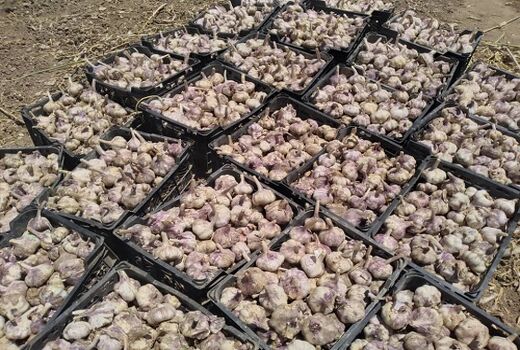 سیر مرودشت راهی کشور های حوزه خلیج فارس شد