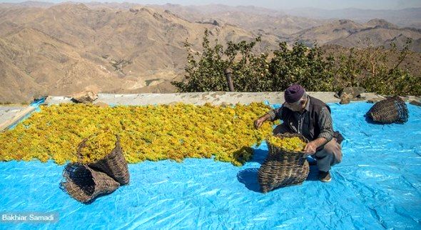 تولید 8 هزار تن کشمش در کردستان