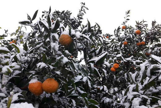 احتمال طغیان آفات محصولات باغی 