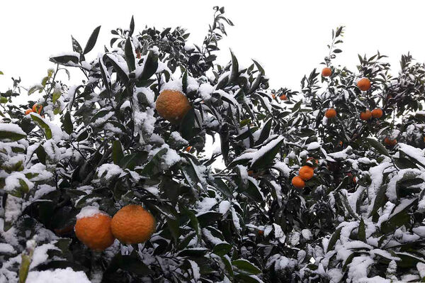 اصول پیشگیری از خسارت‌زایی مخاطرات سرمازدگی، یخ‌زدگی و برف در بخش کشاورزی 