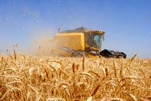 پرداخت بیش از 14 هزار میلیارد تومان وجه گندم به کشاورزان خوزستانی