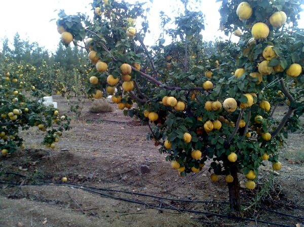 برداشت "بِه"  در مرودشت آغاز شد