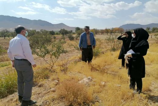 شناسایی نوع جوندگان مضر در باغات شهرستان سامان