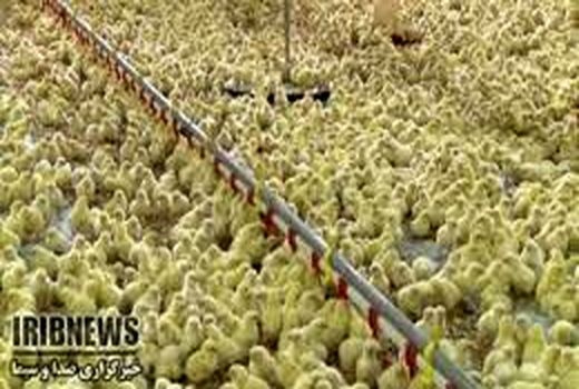 تولید 1.7 میلیون قطعه جوجه در کردستان