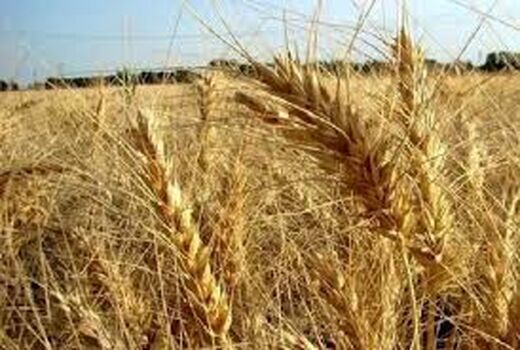 پرداخت 38 درصد وجه خرید گندم در خراسان شمالی