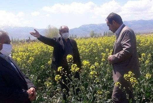 افزایش ۳۰ درصدی عملکرد مزارع در صورت مبارزه با آفات ، امراض و علف‌های هرز مزارع