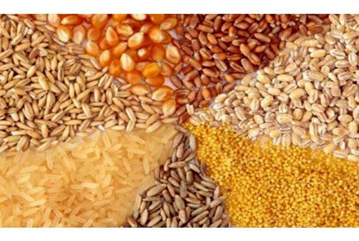 3400 تن نهاده بین دامداران بهشهری توزیع شد